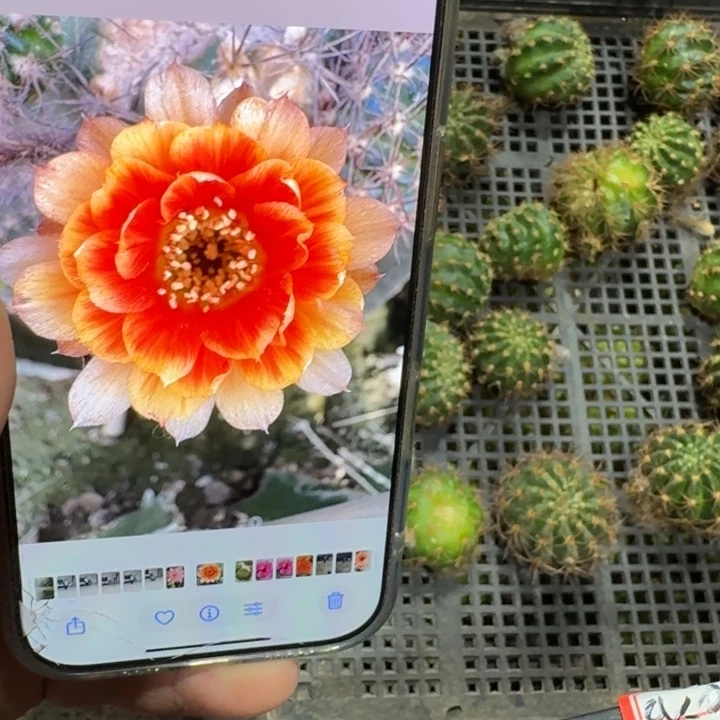 345丽花俏佳人歪无根侧牙3公分左右，20包邮