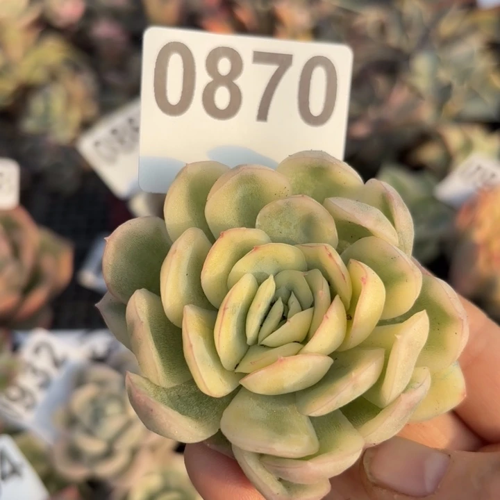 头盖锦满18包邮当场凑单