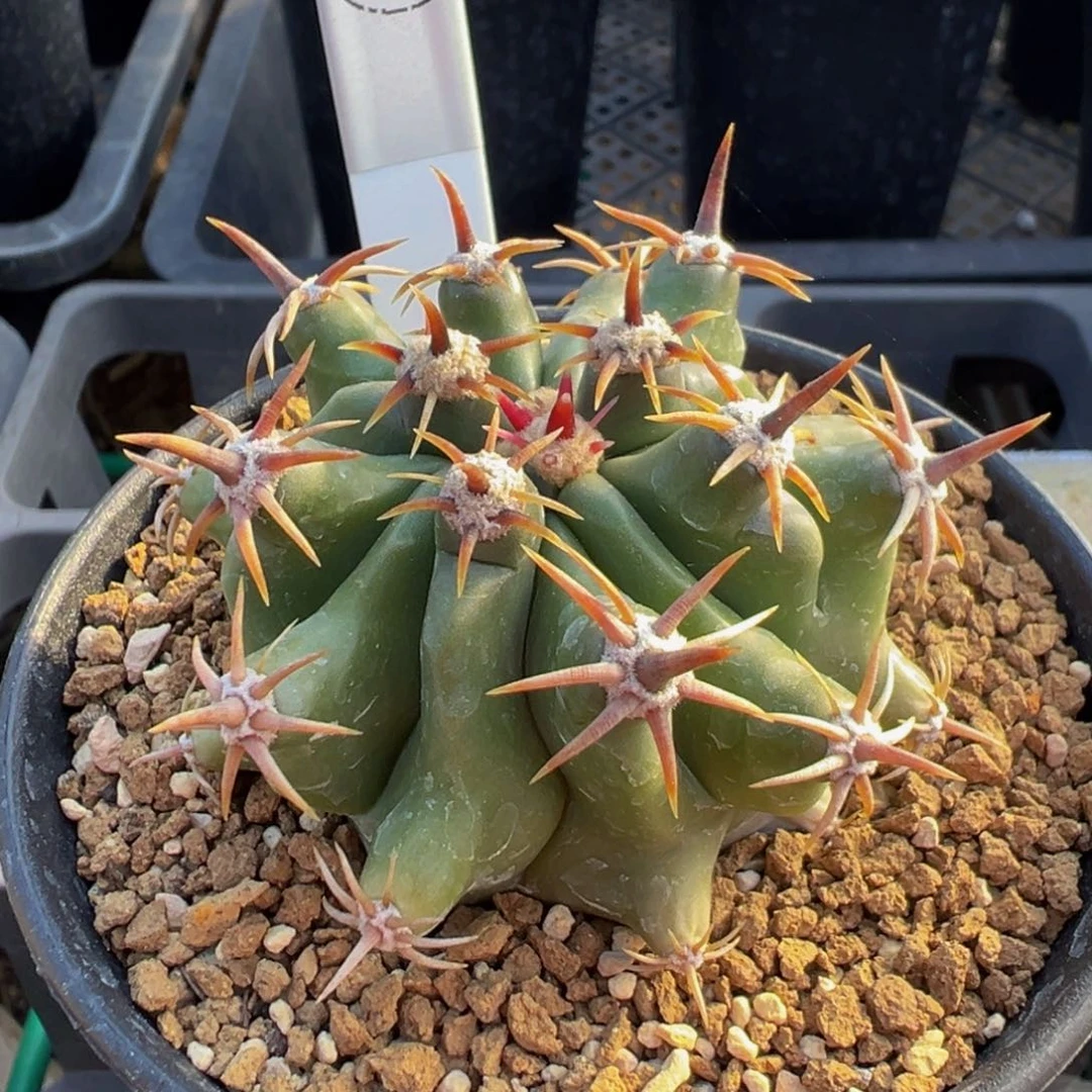 077实生根短豪刺巨鹫玉多肉植物带盆土