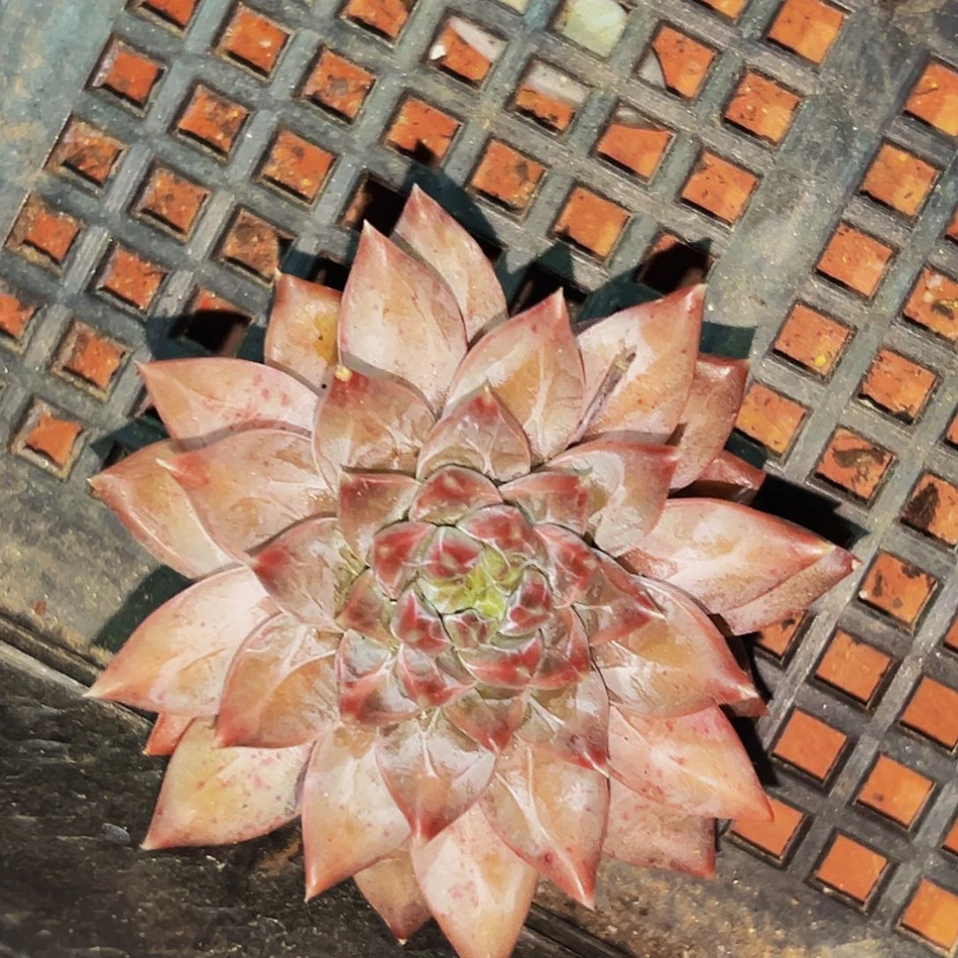 桔云多肉美人精品系列