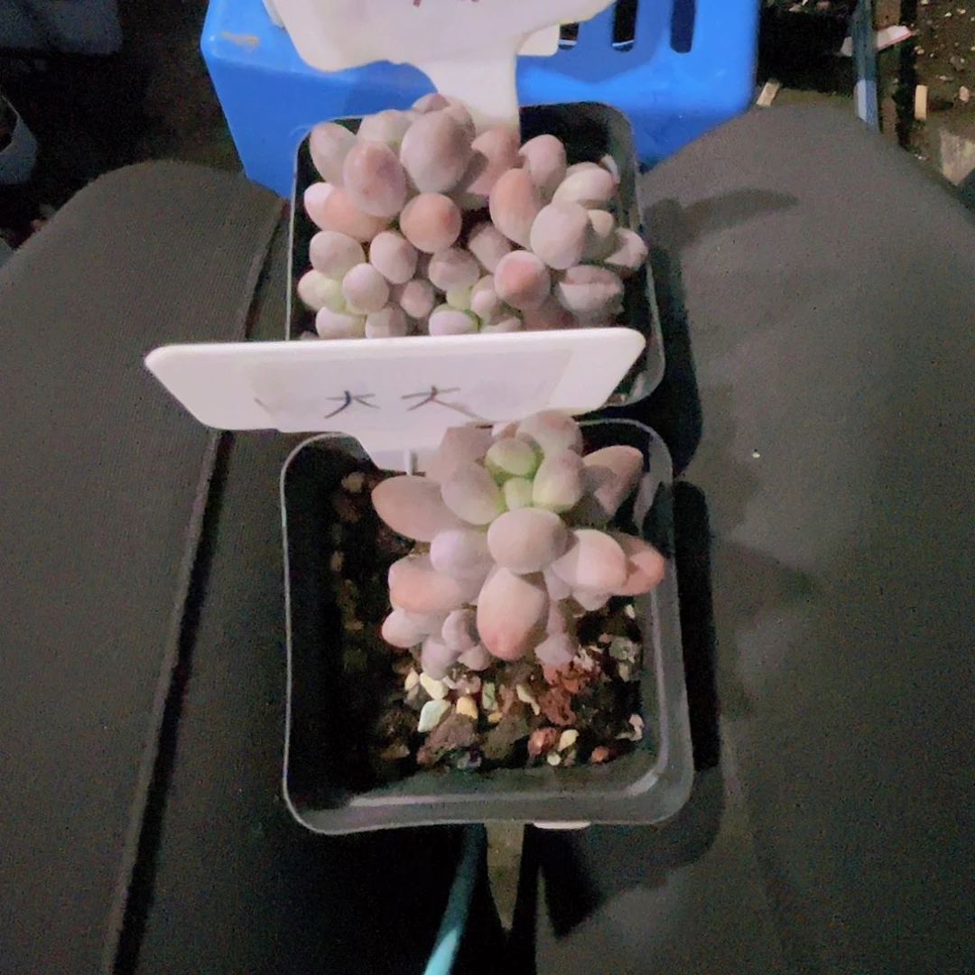 大***n奶尖多肉植物多肉