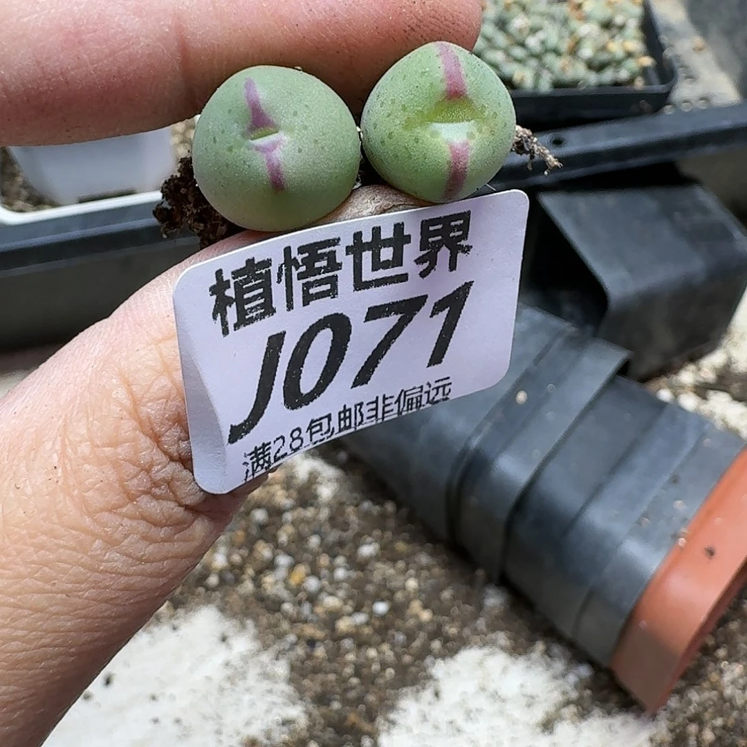 多肉植物的人生vhnn