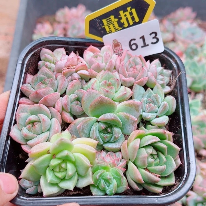 多肉植物多肉植物