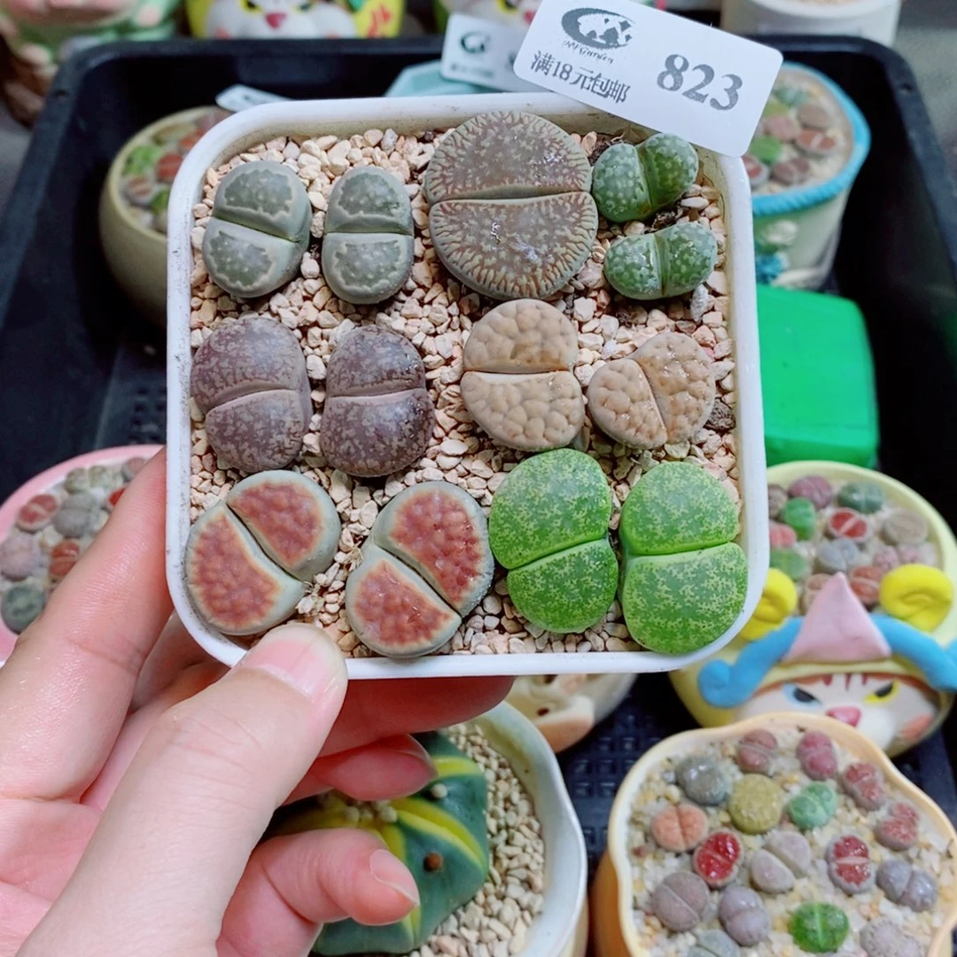 生石花花花花花823
