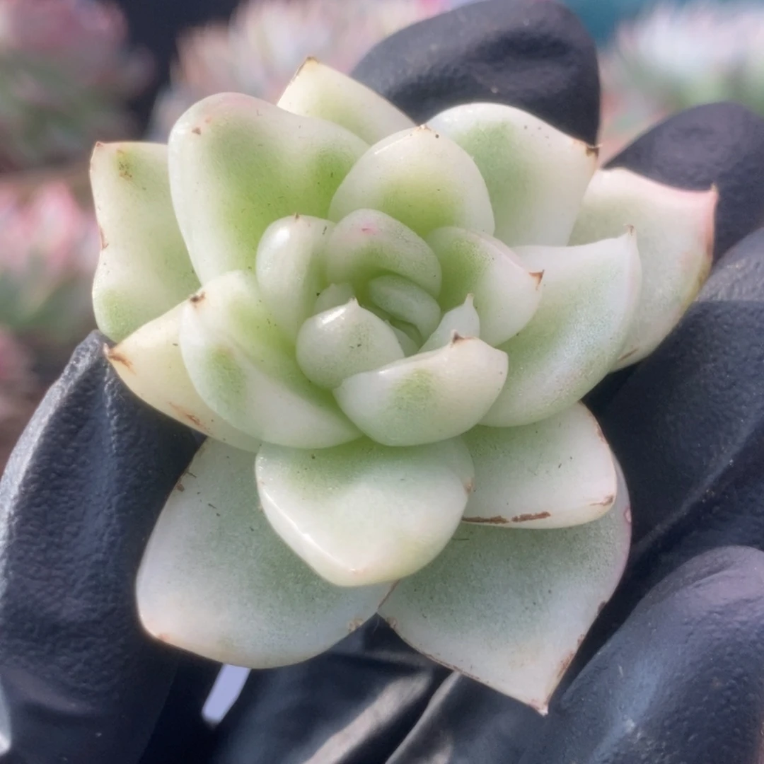 693彼岸花头盖锦锦锦锦锦