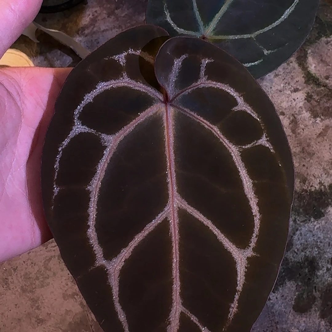 ****涛不开花植物紫水晶米歇尔杂寡妇E116