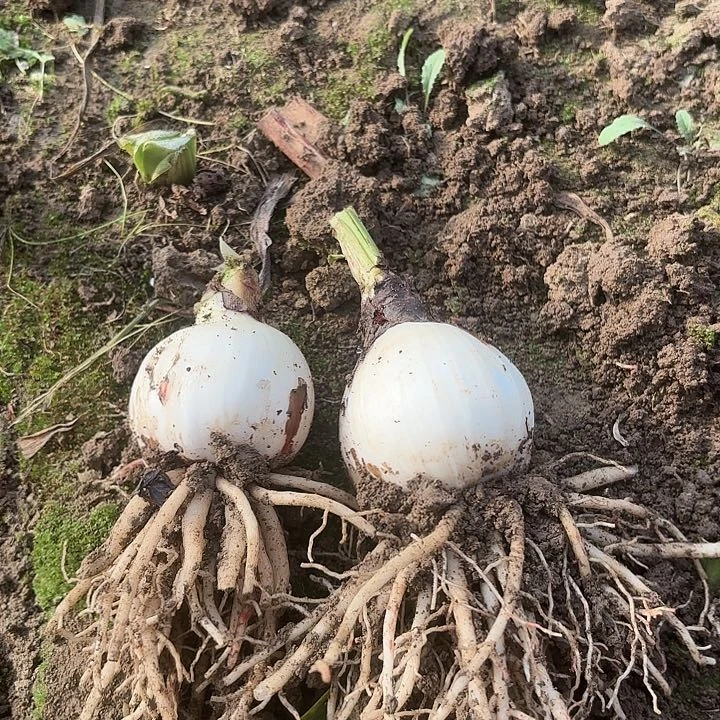 如*两个鬼魅带土1132