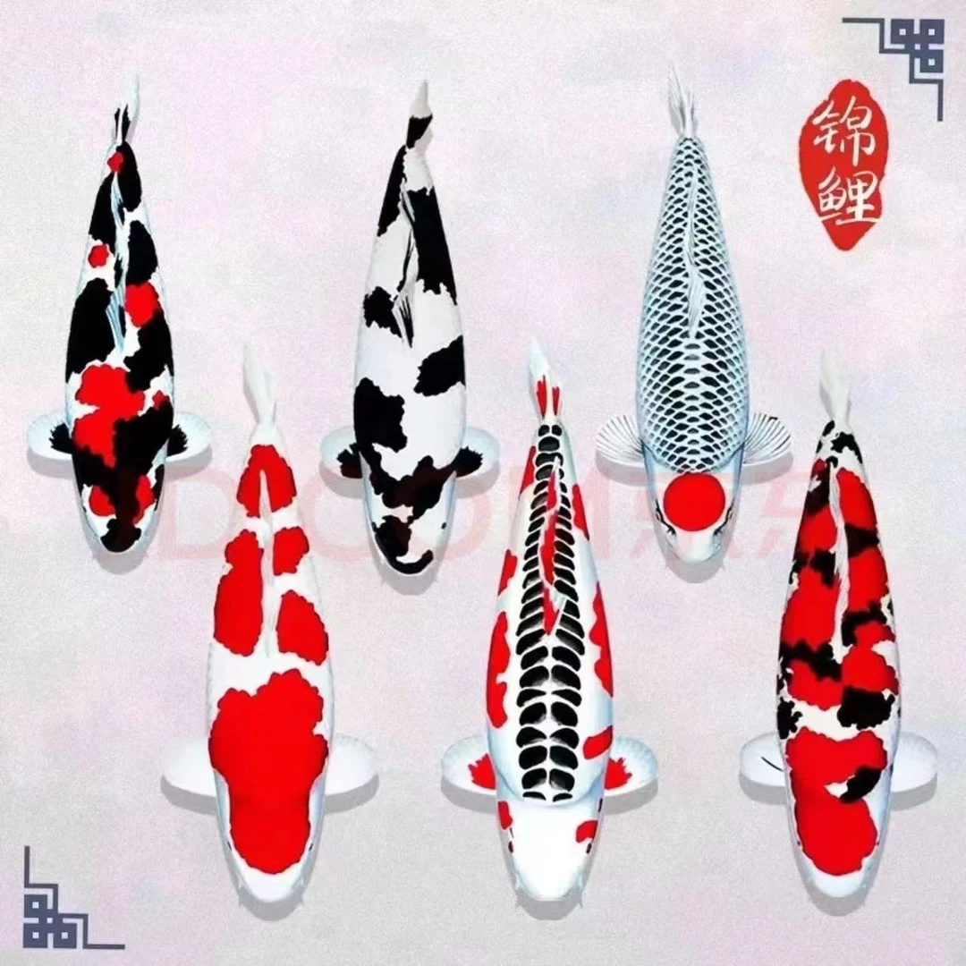 ③锦鲤招财冷水观赏鱼红白三色庭院鱼池鱼苗鱼缸黄金鱼