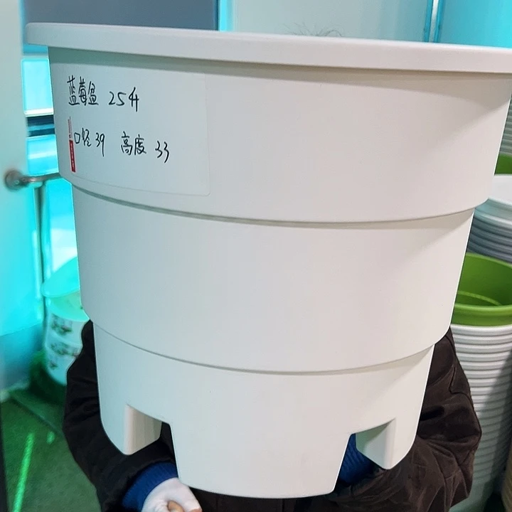 正品蓝莓盆口39高33白色无托3只