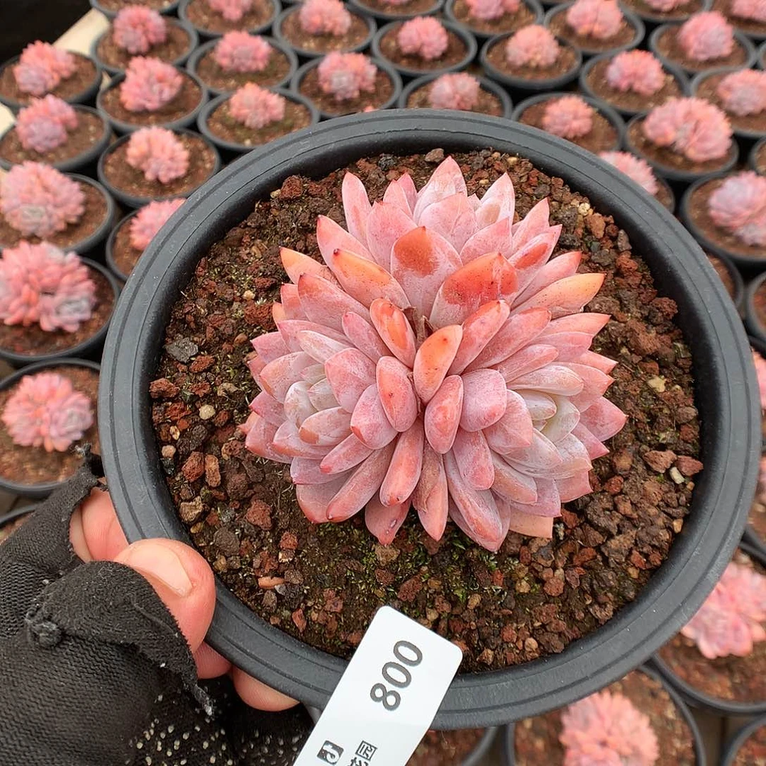 800雪天使多肉植物666