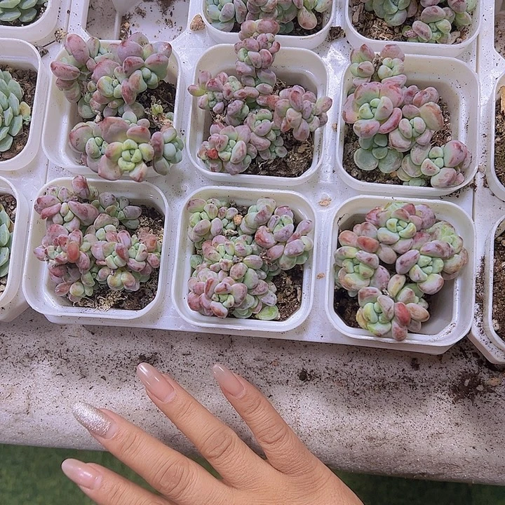 罗琦19包邮多肉植物