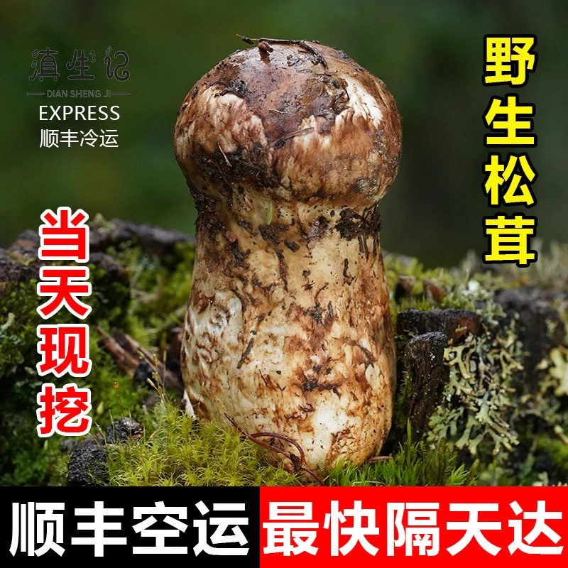 云南香格里拉新鲜松茸精选品质采摘农产品食用250g-1000g顺丰包邮