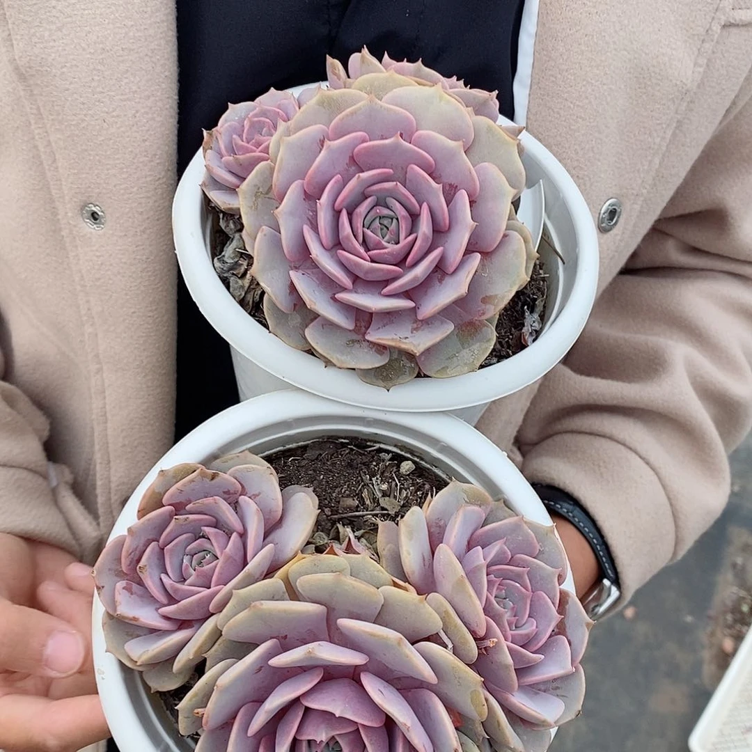 粉蝶老桩两头起发两盆