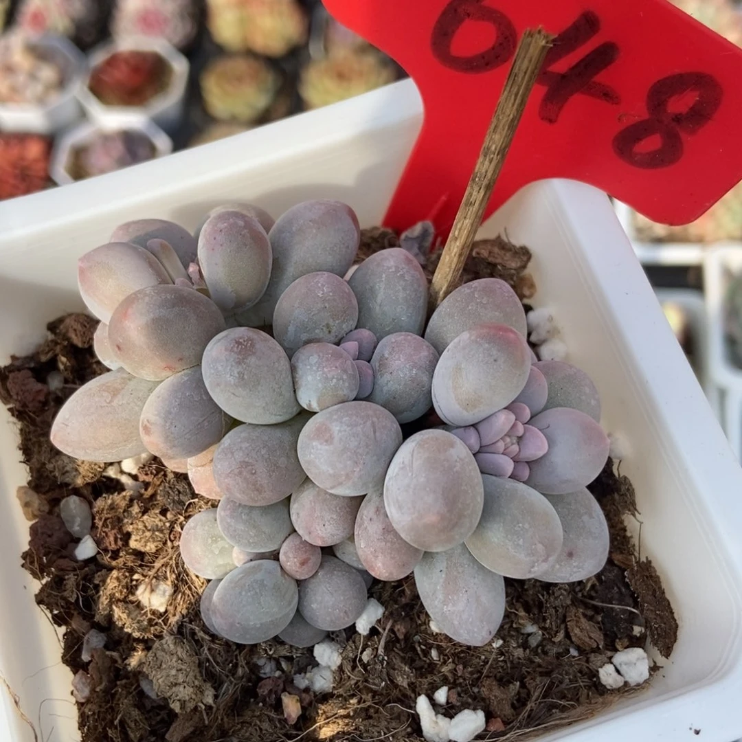 648汤圆多肉植物保护