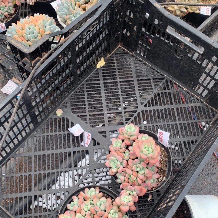 晴***。828 满28包邮冷链脱土发货