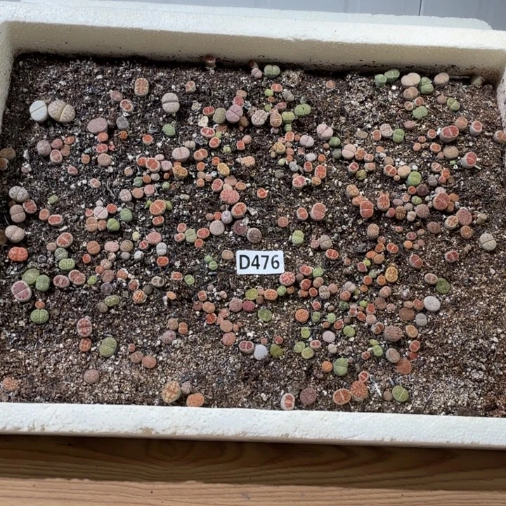 生476石花整筐脱土发货