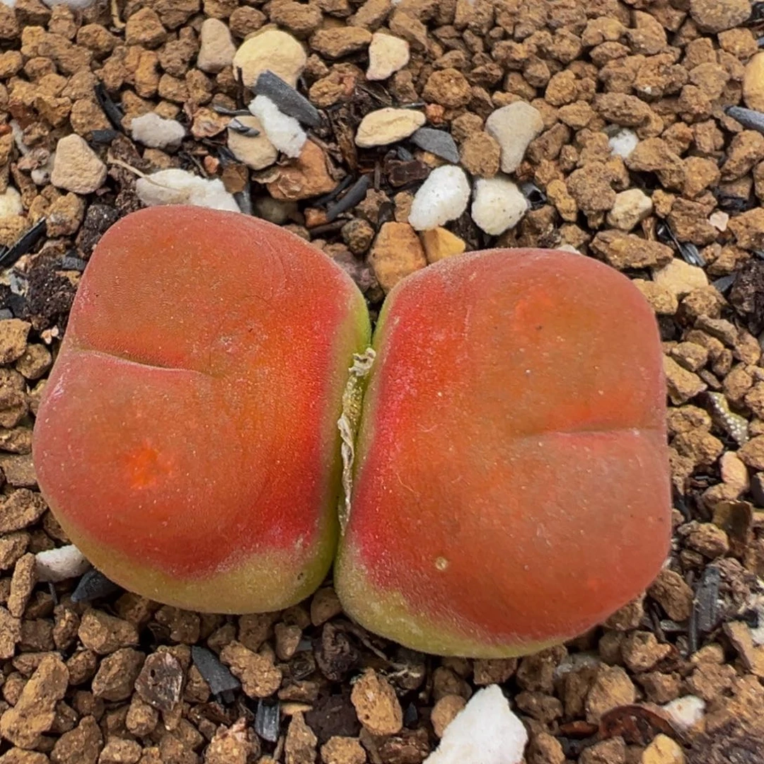 75多肉植物百科水蜜桃