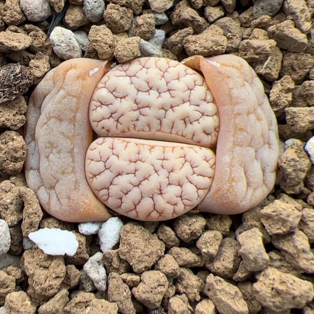 0408号189 多肉植物