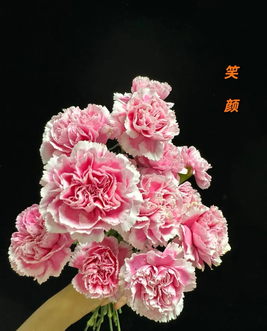 笑颜单头康乃馨20支    云南基地鲜花   家养    水养