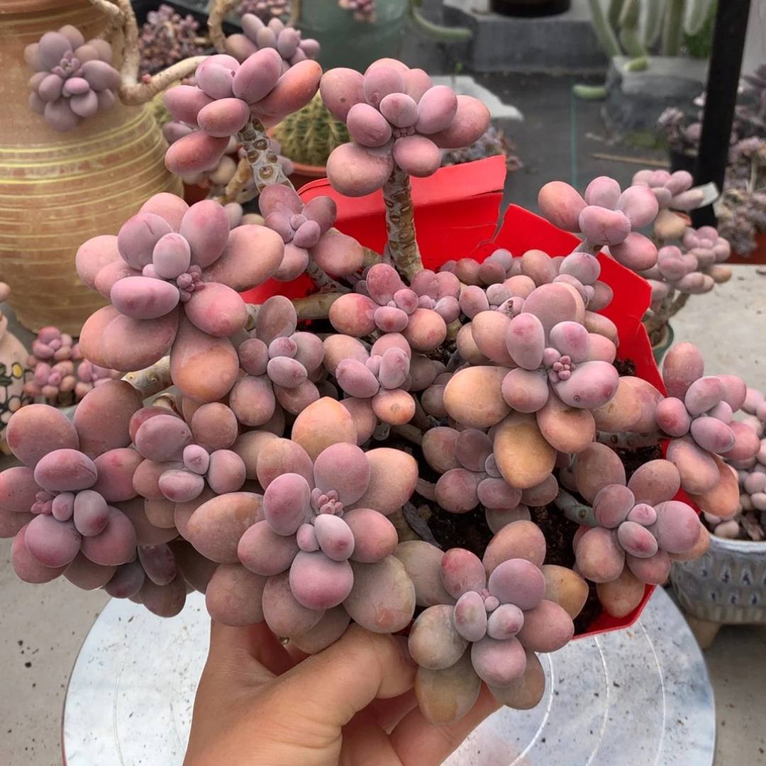 桃蛋老桩58号小微瑕