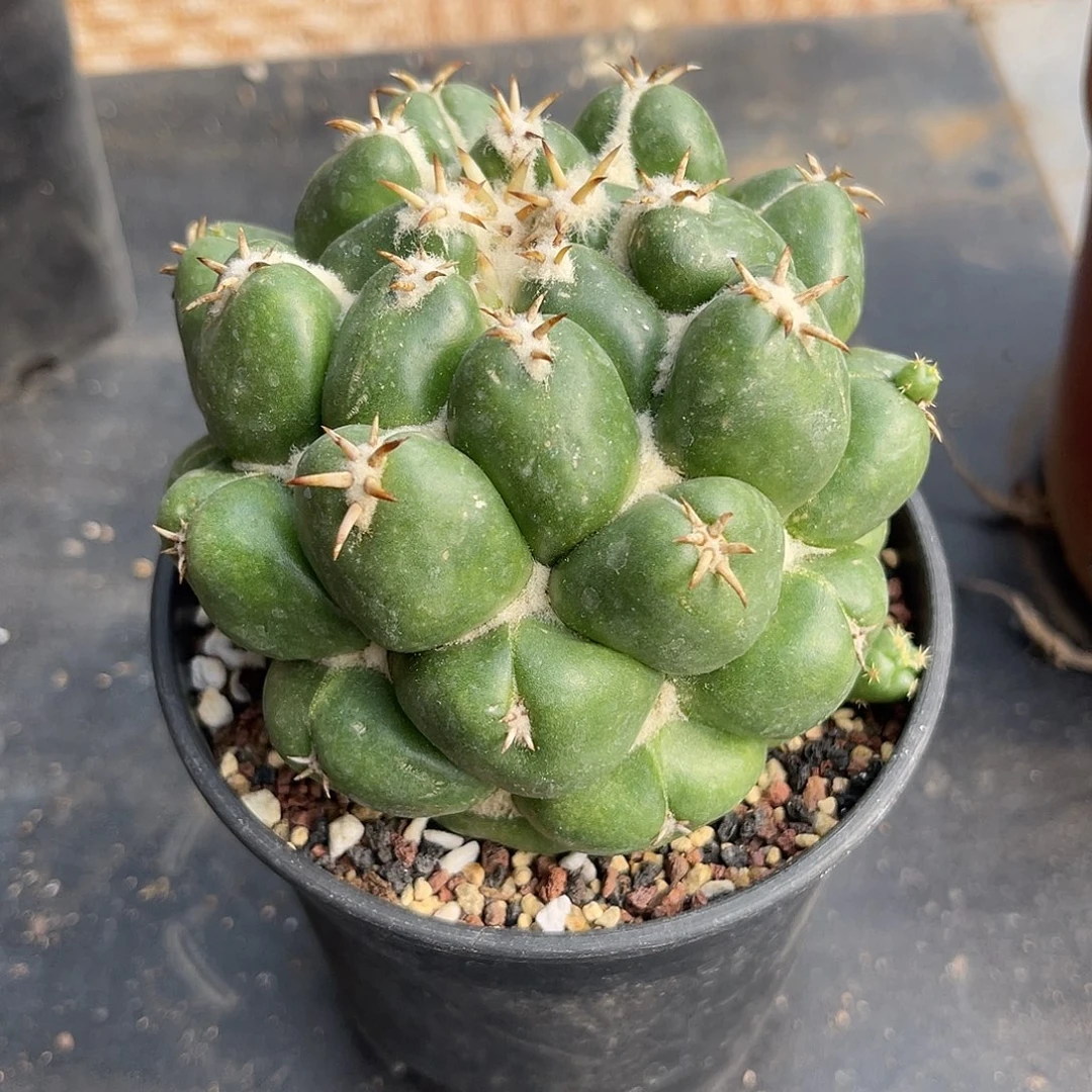 大尤短豪刺象牙一物一拍