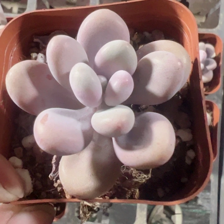 桃蛋精品多肉植物