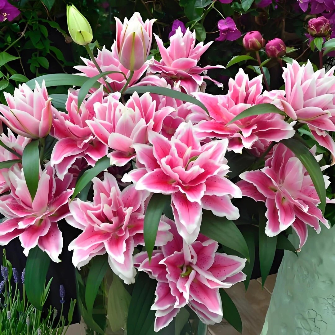 【火星之恋】重瓣香水百合种球