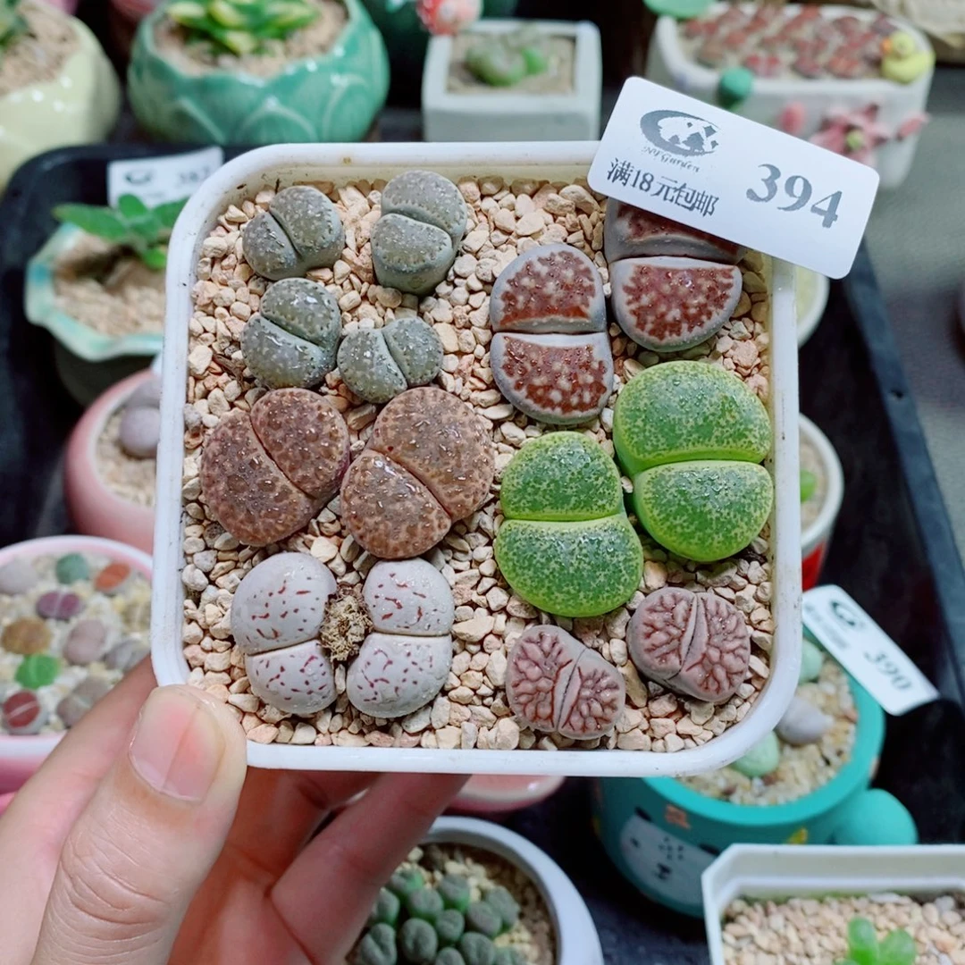 生石花花花花花花394