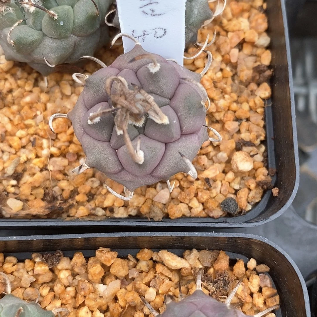 大**鲤花花花花花花花花花花