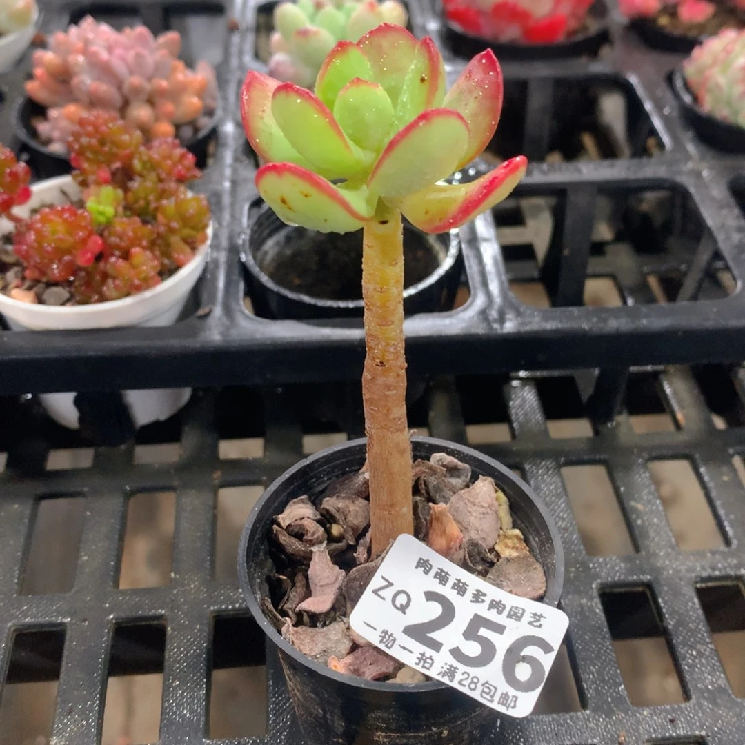 肉萌萌拇指盆精控多肉ZQ256