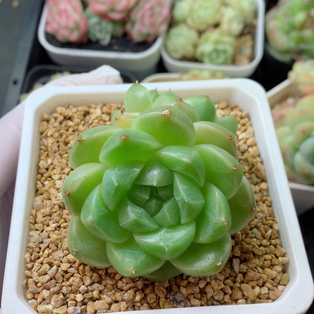 58包邮  群生不包整 88