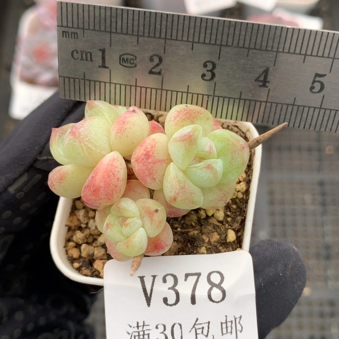 378。小鼻嘎肥嘟嘟冰玉。