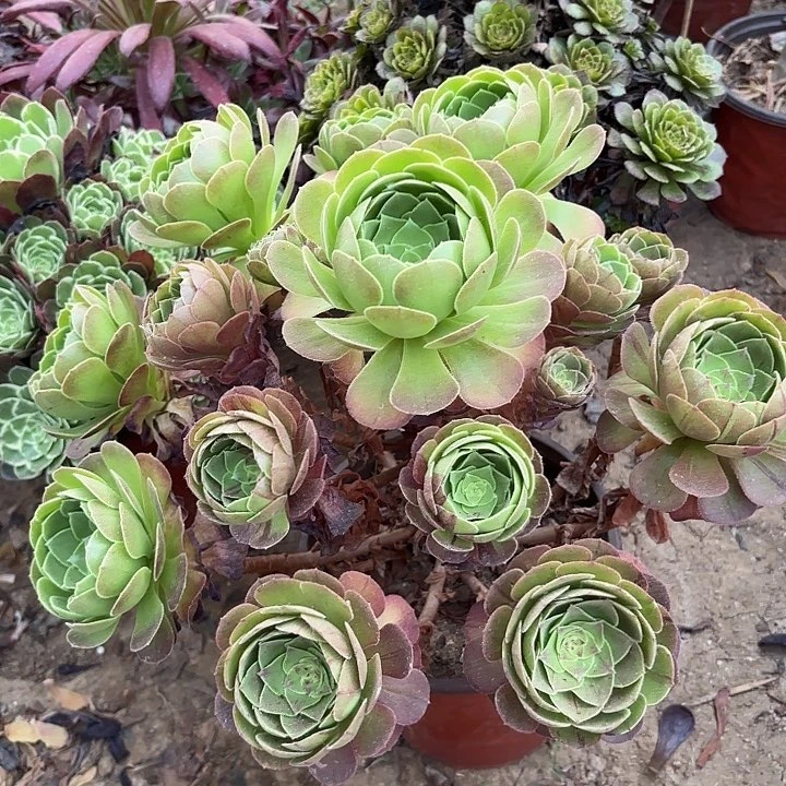 多肉植物万圣夜16