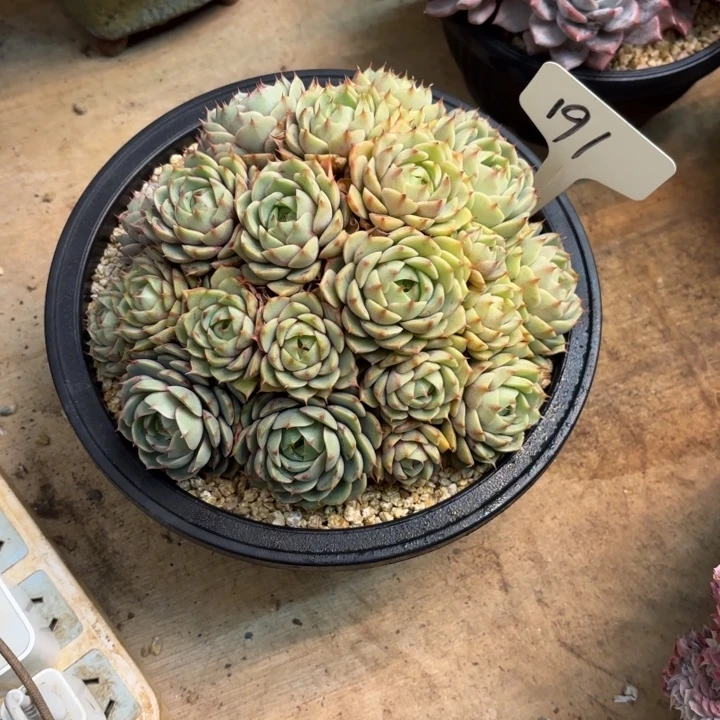 小***太多肉植物，笨吧蒂斯191号