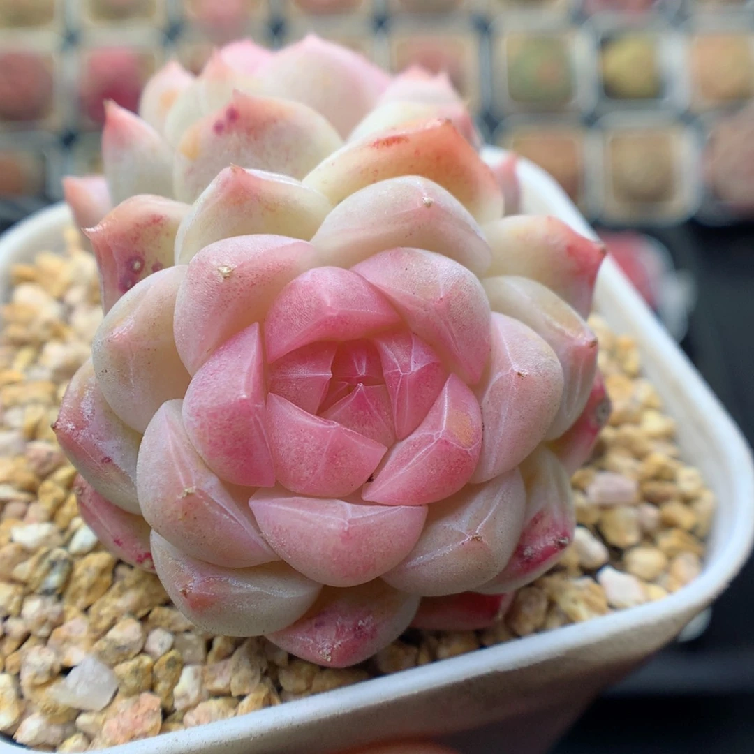 多肉植物。 糖心36