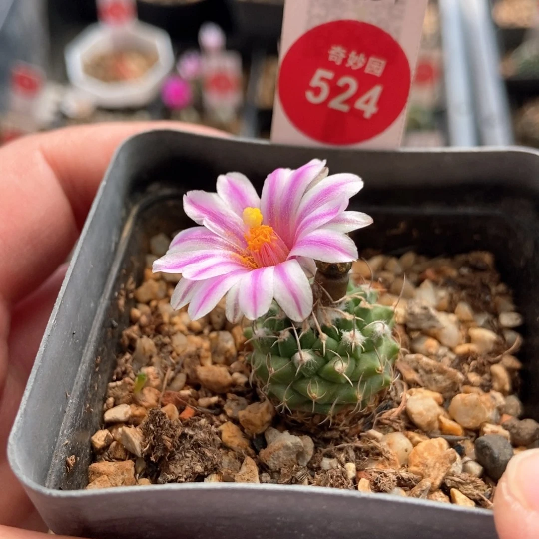 实生海胆娇丽2.1cm