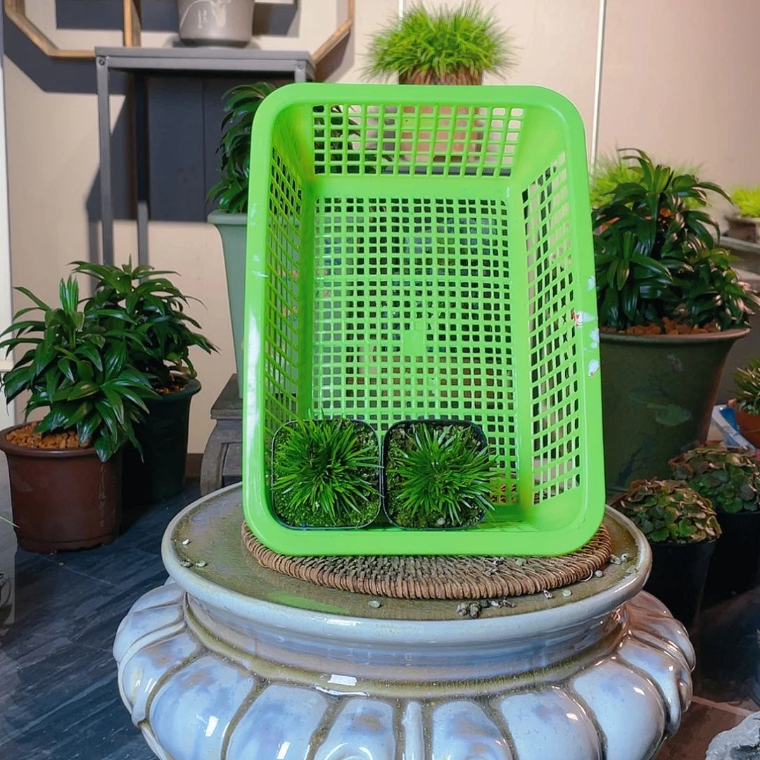 【闪购商品】不开花植物