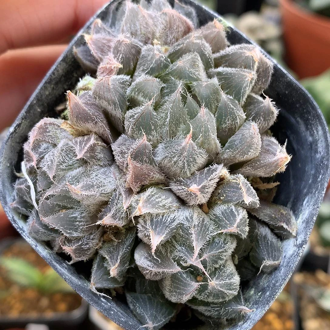 毛玉露带盆土发货lol