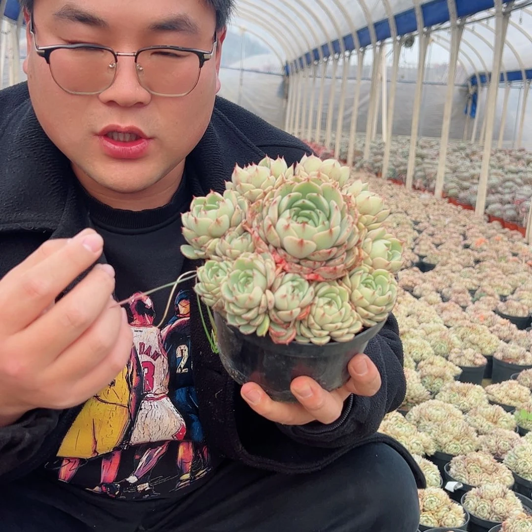 苯巴蒂斯多头大盆精品手捧