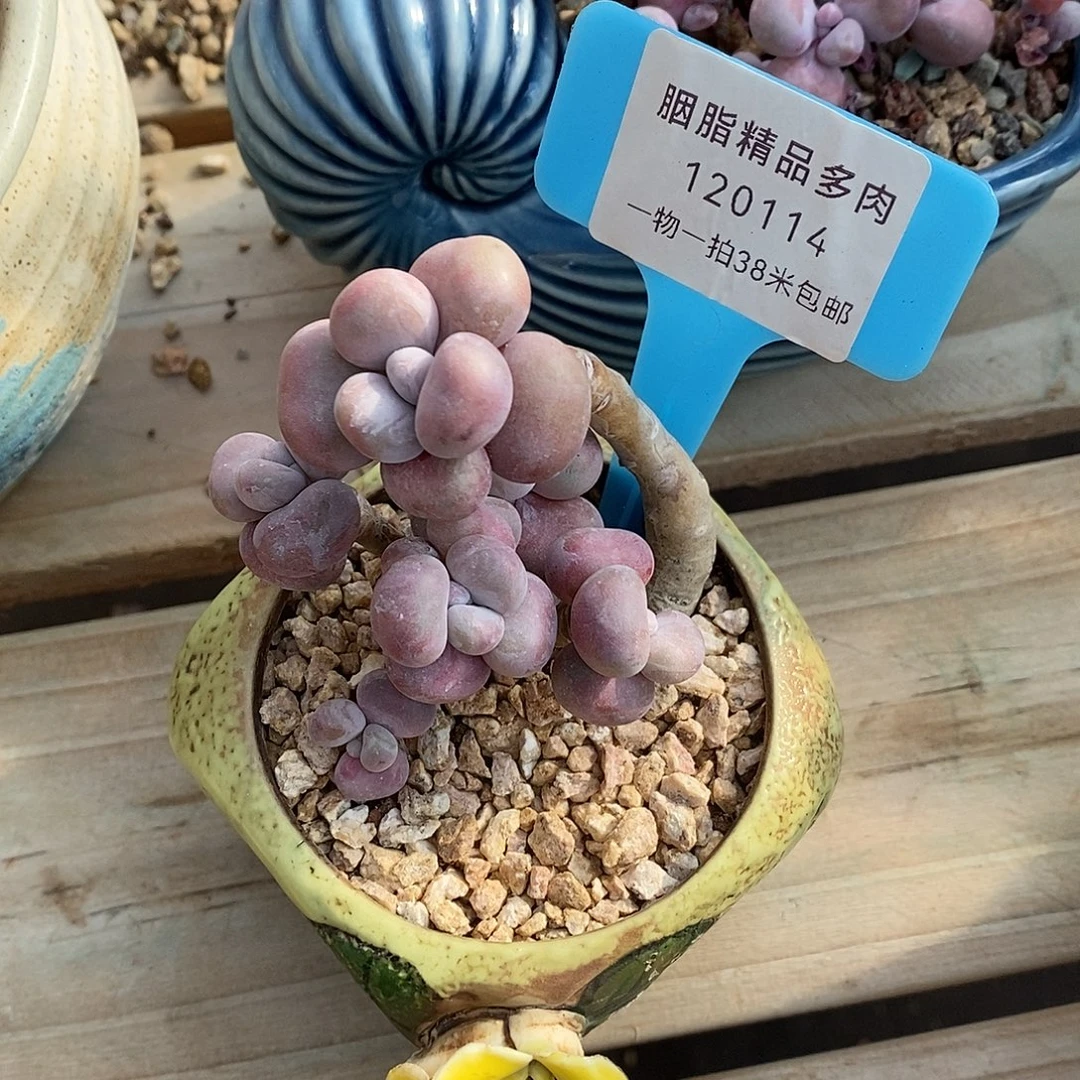 114个璐璐烧烤姐姐咯嗯