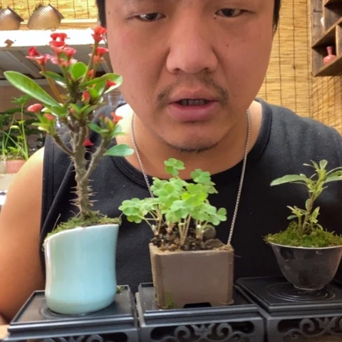 红陶一物一拍所见即所得38