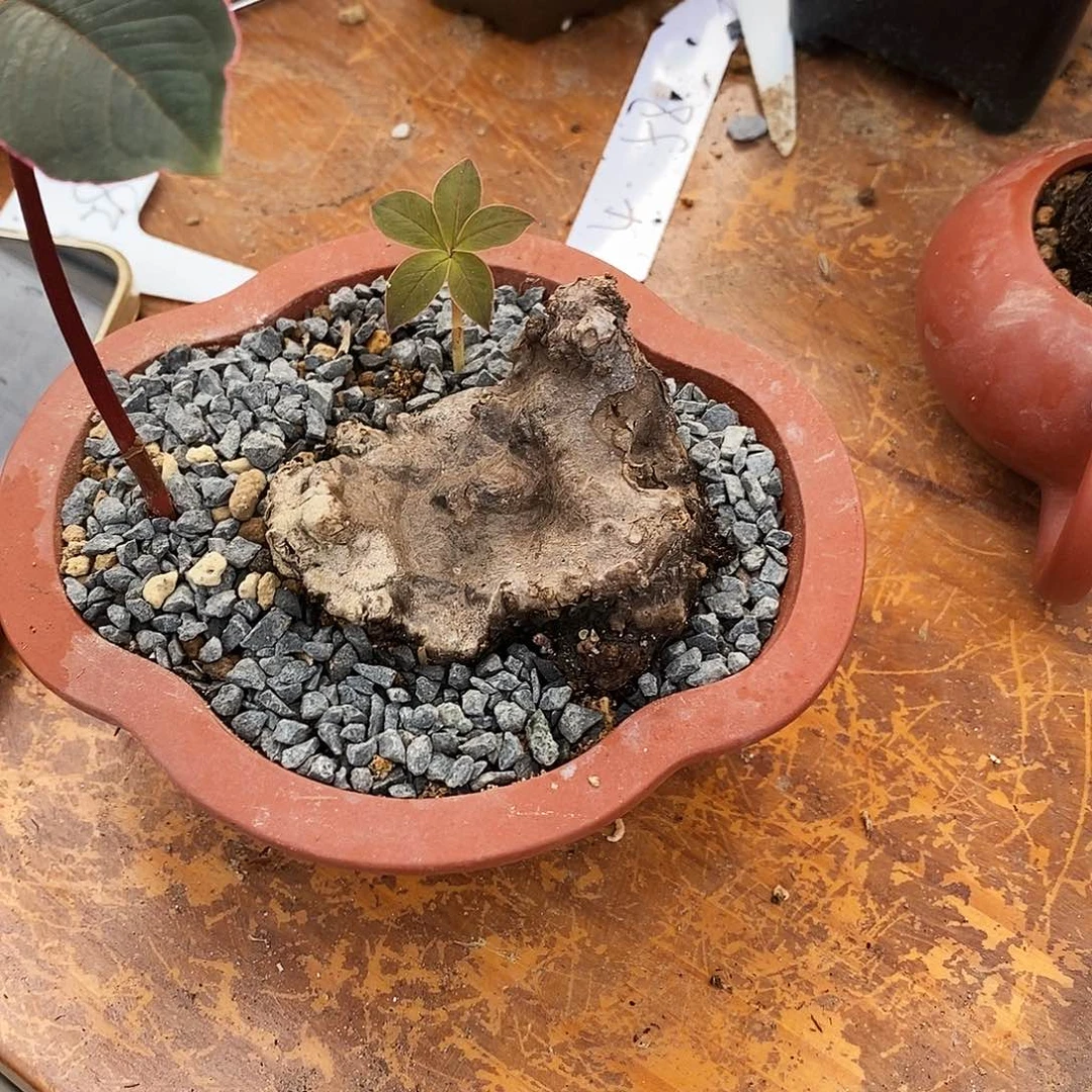会****一物一拍一叶龟不包售后