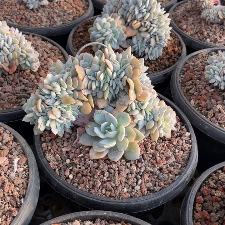 【闪购商品】白茶缀