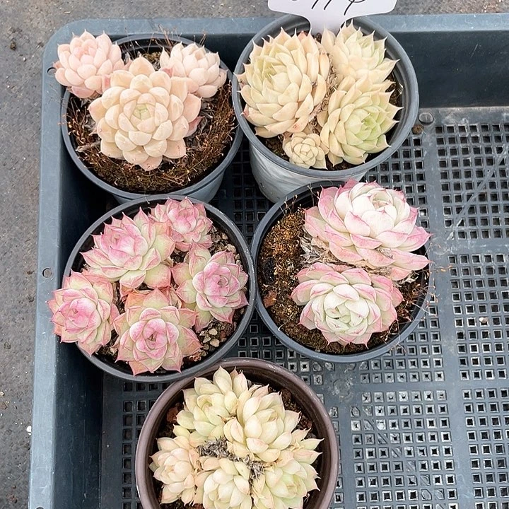 薇薇安园艺多肉0994