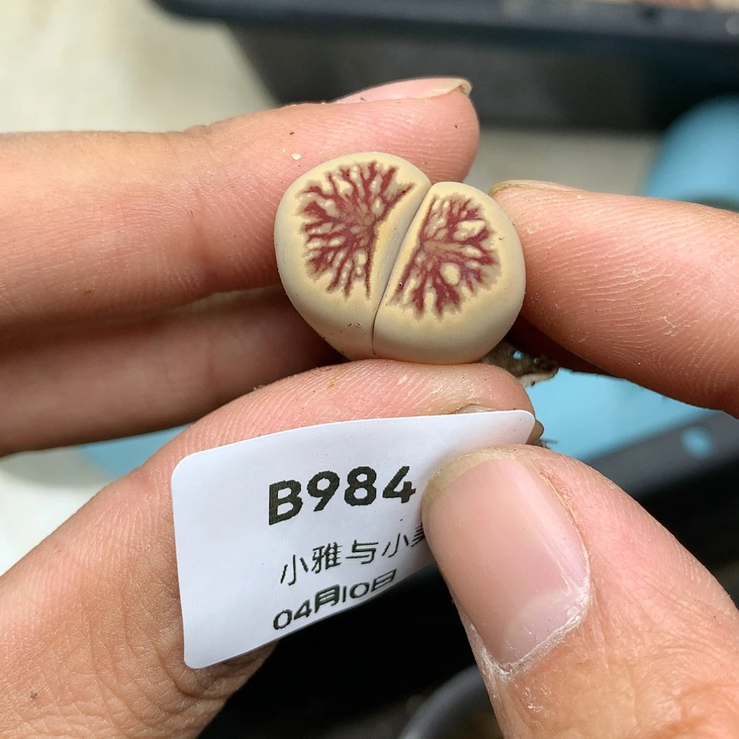 宇**-B984多肉植物保护