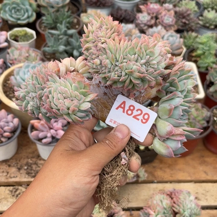 刘***莎哈哈哈哈哈哈哈哈829