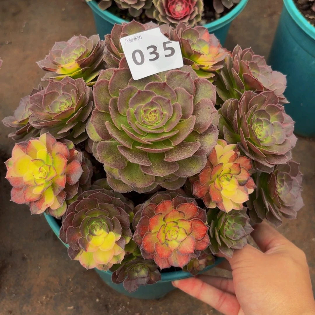 035多肉植物海王七彩