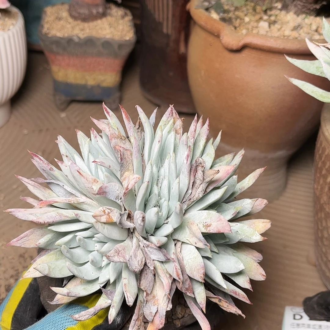 2729阿金你仙女杯多肉