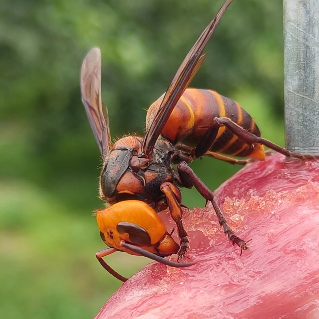 蜜蜂兰花诱蜂水请拍具体选项