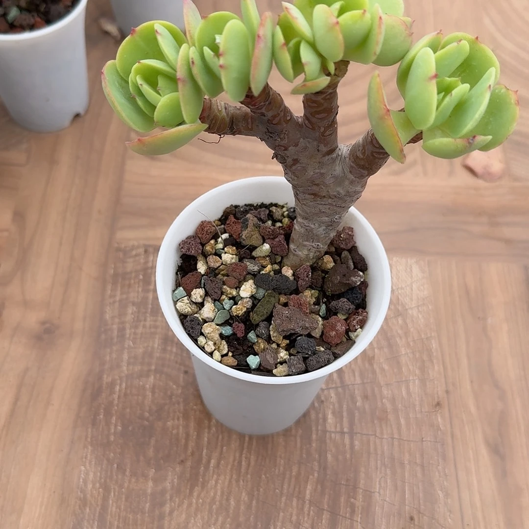 古***曰鸡蛋碧桃多肉植物一颗